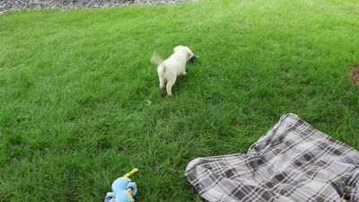 AKC Turbo, a male English Cream Golden Retriever for sale in Syracuse, IN – 5 of 9