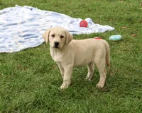 AKC Ranger, a male Labrador Retriever for sale in Syracuse, IN – 4 of 5