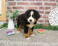 AKC Liberty, a female Bernese Mountain Dog for sale in Syracuse, IN – 6 of 6