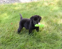 AKC Shawn, a male Labrador Retriever for sale in Syracuse, IN – 5 of 5
