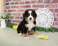 AKC Freedom, a male Bernese Mountain Dog for sale in Syracuse, IN – 3 of 6