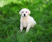AKC Vidia, a female Labrador Retriever for sale in Syracuse, IN – 5 of 8