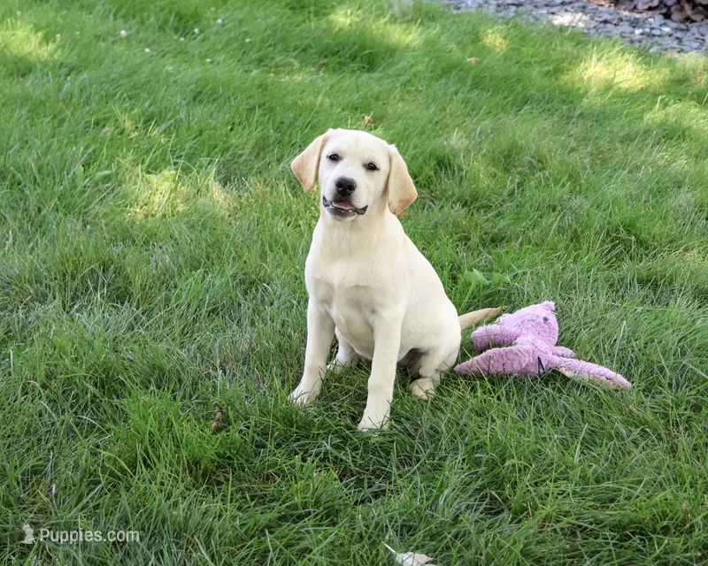 AKC Whitney – Labrador Retriever puppy for sale in Syracuse, IN