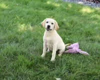 AKC Whitney, a female Labrador Retriever for sale in Syracuse, IN – 1 of 10