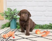 AKC Rafiki , a male Labrador Retriever for sale in Syracuse, IN – 5 of 9