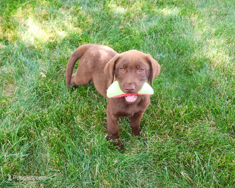 AKC Coco – Labrador Retriever puppy for sale in Syracuse, IN