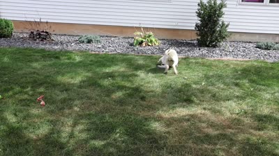 AKC Phineas, a male Labrador Retriever for sale in Syracuse, IN – 5 of 10
