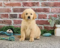 AKC Georgie , a male Golden Retriever for sale in Syracuse, IN – 4 of 9