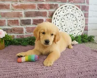 AKC Gracie, a female Golden Retriever for sale in Syracuse, IN – 5 of 6