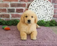 AKD Gabriella, a female Golden Retriever for sale in Syracuse, IN – 3 of 6