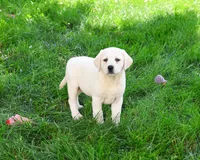 AKC Vidia, a female Labrador Retriever for sale in Syracuse, IN – 2 of 8
