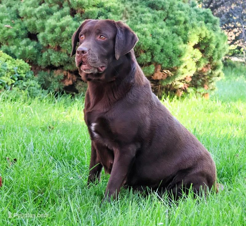 Reba  – Labrador Retriever puppy for sale in Syracuse, IN