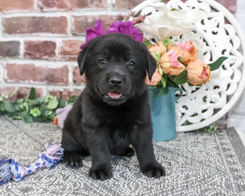 AKC Estelle – Labrador Retriever puppy for sale in Syracuse, IN