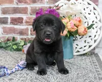 AKC Estelle, a female Labrador Retriever for sale in Syracuse, IN – 1 of 6