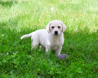 AKC Tinkerbell , a female Labrador Retriever for sale in Syracuse, IN – 3 of 10