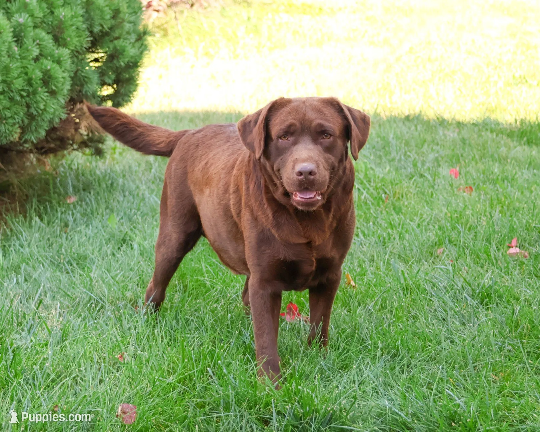 AKC Skye, a female Labrador Retriever for sale in Syracuse, IN – 7 of 7