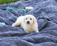 AKC Cedar, a male English Cream Golden Retriever for sale in Syracuse, IN – 1 of 5