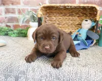 AKC Samuel , a male Labrador Retriever for sale in Syracuse, IN – 4 of 6
