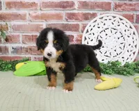 AKC Patriot, a male Bernese Mountain Dog for sale in Syracuse, IN – 3 of 5