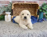 AKC Gilbert, a male Golden Retriever for sale in Syracuse, IN – 2 of 5
