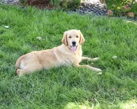 AKC Georgie , a male Golden Retriever for sale in Syracuse, IN – 3 of 10