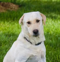 Sparkle, a female Labrador Retriever for sale in Syracuse, IN – 3 of 4