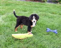 AKC Honor, a male Bernese Mountain Dog for sale in Syracuse, IN – 4 of 10