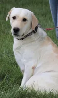 Sparkle, a female Labrador Retriever for sale in Syracuse, IN – 2 of 4