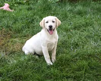 AKC Bubbles, a female Labrador Retriever for sale in Syracuse, IN – 4 of 7