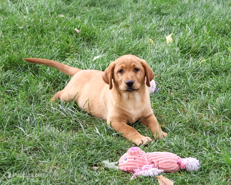 AKC Claudia – Labrador Retriever puppy for sale in Syracuse, IN