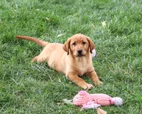 AKC Claudia, a female Labrador Retriever for sale in Syracuse, IN – 1 of 5