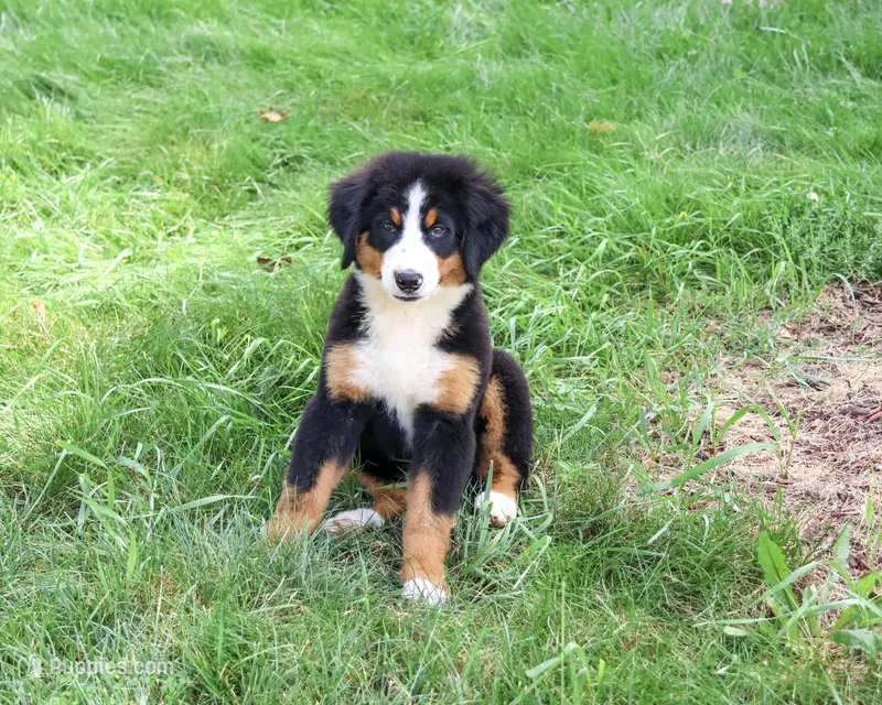 AKC Star – Bernese Mountain Dog puppy for sale in Syracuse, IN