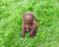 AKC Joel , a male Labrador Retriever for sale in Syracuse, IN – 2 of 8