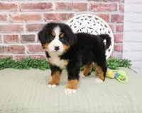 AKC Honor, a male Bernese Mountain Dog for sale in Syracuse, IN – 2 of 6
