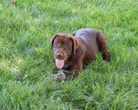 AKC Samuel , a male Labrador Retriever for sale in Syracuse, IN – 4 of 10