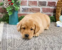 AKC Will, a male Labrador Retriever for sale in Syracuse, IN – Photo 5 of 7