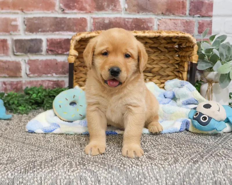 AKC Will, a male Labrador Retriever for sale in Syracuse, IN – Photo 1 of 7