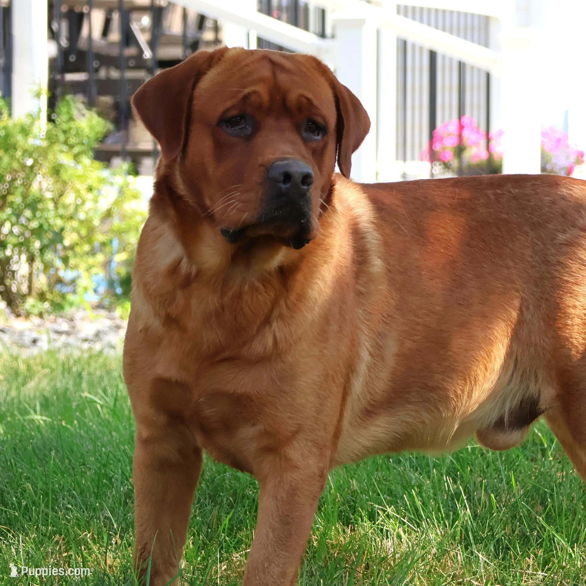 AKC Will, a male Labrador Retriever for sale in Syracuse, IN – Photo 7 of 7