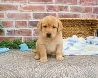 AKC Will, a male Labrador Retriever for sale in Syracuse, IN – Photo 4 of 7
