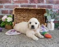 AKC Twinkle, a female English Cream Golden Retriever for sale in Syracuse, IN – 4 of 4