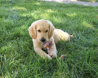 AKC Giana, a female Golden Retriever for sale in Syracuse, IN – 5 of 10