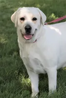 Trixie , a female Labrador Retriever for sale in Syracuse, IN – 1 of 1