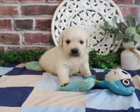 AKC Turbo, a male English Cream Golden Retriever for sale in Syracuse, IN – 2 of 7