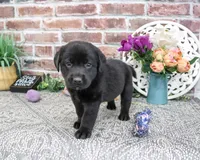 AKC Emilee, a female Labrador Retriever for sale in Syracuse, IN – 5 of 6