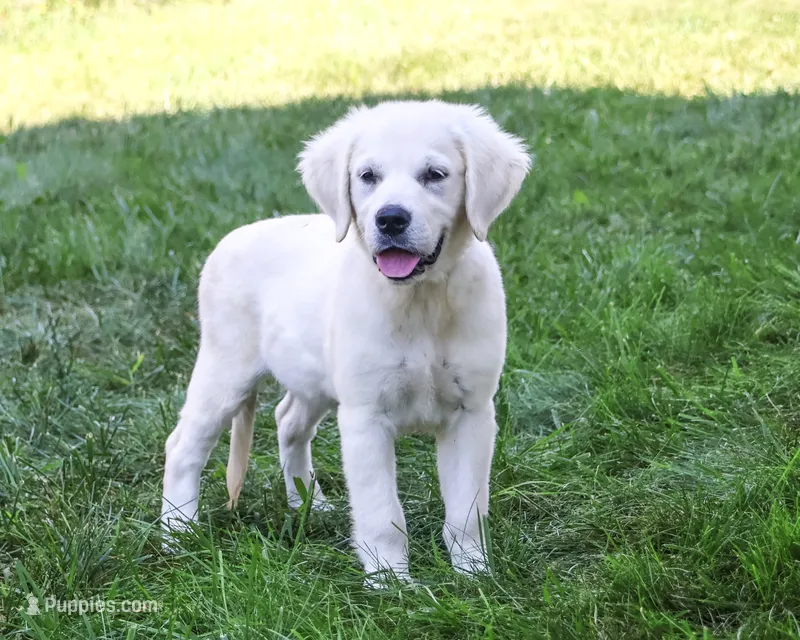 AKC Tori – English Cream Golden Retriever puppy for sale in Syracuse, IN