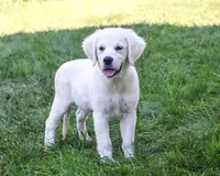AKC Tori, a female English Cream Golden Retriever for sale in Syracuse, IN – 5 of 10