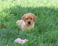 AKC Cheyenne, a female Labrador Retriever for sale in Syracuse, IN – 5 of 6
