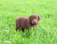 AKC Zoey, a female Labrador Retriever for sale in Syracuse, IN – 3 of 7