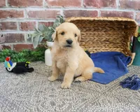 AKC Georgie , a male Golden Retriever for sale in Syracuse, IN – 1 of 5