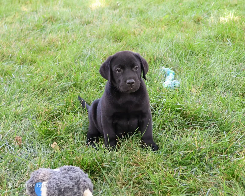 AKC Sebastian  – Labrador Retriever puppy for sale in Syracuse, IN